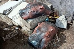 Raskryta tajna plyvushhih po moskve begemotov fc113e4.jpg
