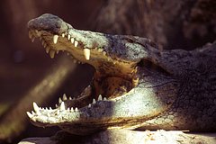 Krokodil otkusil polovye organy spravljavshemu nuzhdu pozhilomu muzhchine 9f3b824.jpg