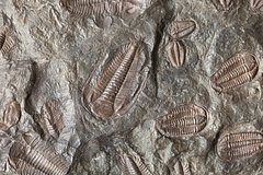 Obnaruzheny horosho sohranivshiesja trilobity 0cbd647.jpg