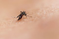 Rossijan predupredili o roste zabolevaemosti opasnym virusom iz za zhary 52c264f.jpg