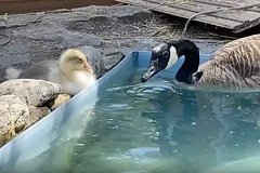 Semja kazarok iz cheljabinskogo zooparka usynovila gusenka 7f55635.jpg