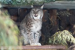 V kazanskom zoobotsadu otmetili jubilej rysi stefana 42f668a.jpg