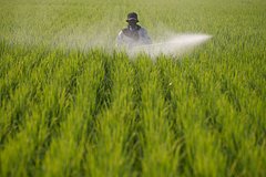 V pesticidah obnaruzhili vechnye toksichnye himikaty d3179e7.jpg