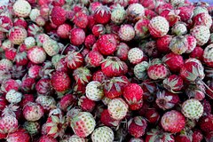 V rossii predlozhili vyrashhivat jagody s pomoshhju nejrosetej 37fd9a0.jpg