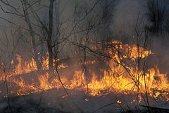 V rossijskom regione vspyhnul lesnoj pozhar na ploshhadi bolee semi gektarov 993a360.jpg