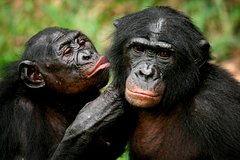 Bonobo okazalis miroljubivee ljudej e5ae167.jpg