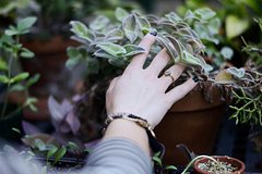 Iz rastenij sozdali antimikrobnye nanochasticy 9f72c03.jpg