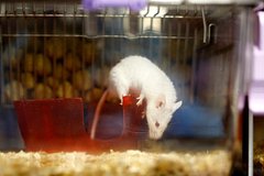 Obnaruzhena ostanavlivajushhaja rak pecheni dieta 414a8c1.jpg
