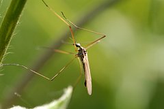Razrabotany otpugivajushhie komarov bakterii af819ca.jpg