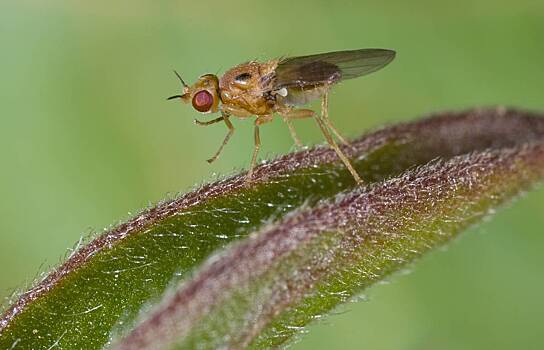 Muhi okazalis ujazvimee dlja poteplenija b84658c.jpg