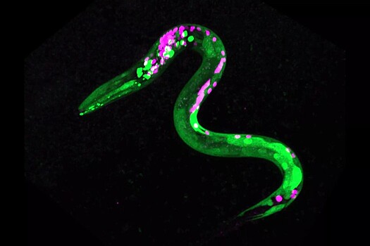 Nanochasticy pomogli uznat dinamiku sil vnutri nematody dlinoj 1 mm b6ec3b2.jpg