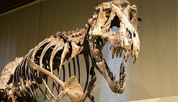 Novyj vid hishhnyh dinozavrov otkryli po arhivnym fotografijam 7a08d22.jpg