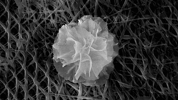 Nanocvetok sdelali smertelno opasnym dlja bakterij 7baeed7.jpg