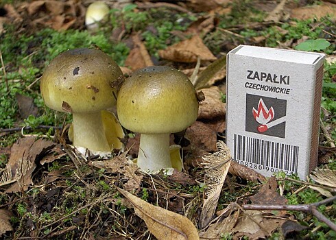 Fugu protiv blednoj poganki samaja smertonosnaja eda na svete a82e2c0.jpg