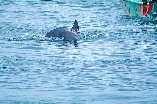 Delfin gendalf umer iz za tainstvennogo veshhestva 228a6e9.jpg