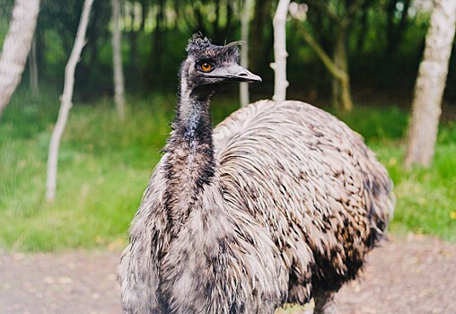 Emu mogut byt ne samymi glupymi pticami na zemle b8ccae3.jpg