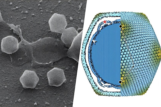 Najden novyj gigantskij virus menjajushhij predstavlenija o mikromire 8dfa09c.jpg