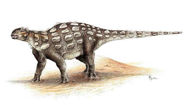 V kanade vpervye nashli sledy bronirovannogo dinozavra s hvostom dubinkoj 03c7a2f.jpg