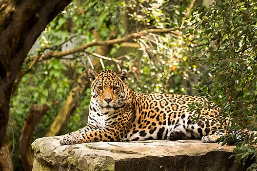 Chem jaguary otlichajutsja ot leopardov fdfc3ad.jpg
