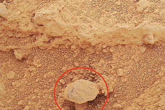 Na snimkah s marsa razgljadeli tainstvennyj grib 32fd798.jpg
