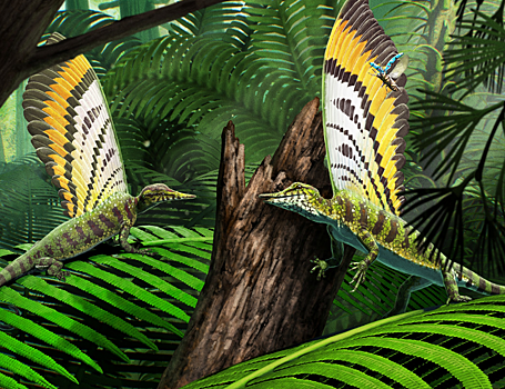 Protoperja pojavilis u reptilij bolee 247 millionov let nazad c124521.png