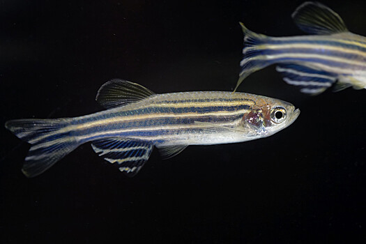 Raskryt geneticheskij mehanizm vosstanovlenija sluha u rybok danio f19b981.jpg