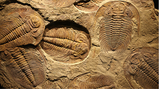 V ispanii nashli pervyj v mire rimskij amulet iz trilobita 93f9686.jpg