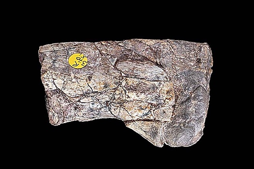 Zabytaja okamenelost stala kljuchom k tajne pervyh dinozavrov 6dcd961.jpg