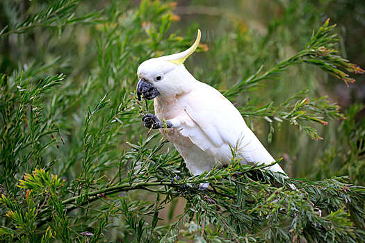 Raskryty tancevalnye sposobnosti kakadu aca6645.jpg
